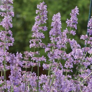 Kocúrnik záhradný (Nepeta) ´Six Hills Giant´ kont. C1,5L